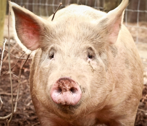 pig-headshot.jpg
