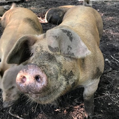 pig-muddy-face.jpg