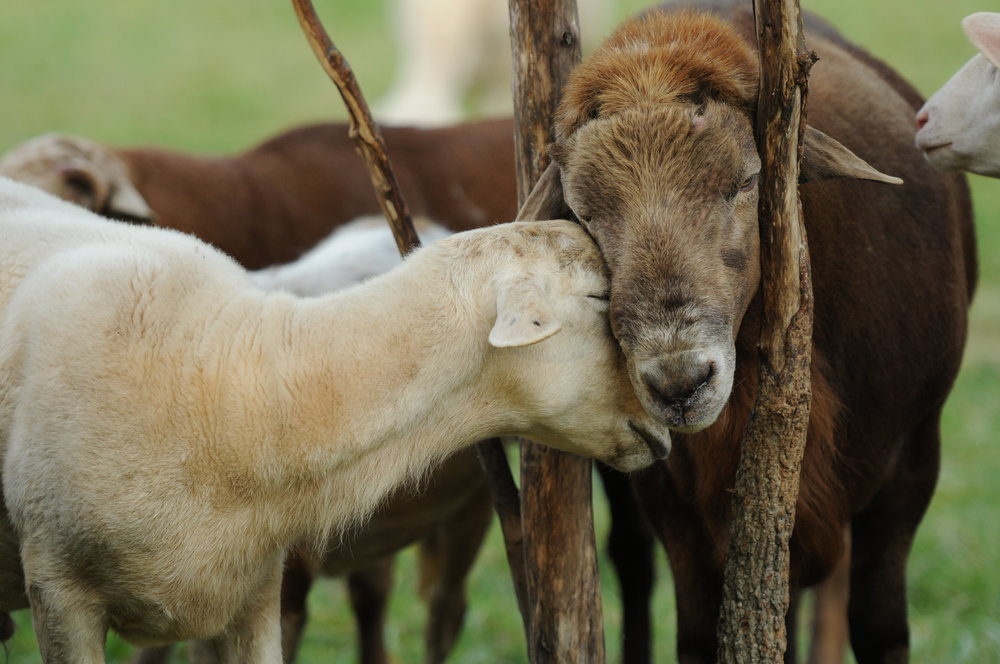 wolf-and-ewe.jpg